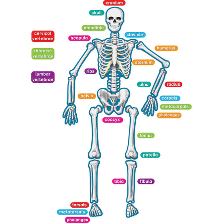 Teacher Created Resources Human Skeleton Accents - Theme/Subject: Learning - Skill Learning: Anatomy - 40 Pieces - 5-17 Year - 1 Set
